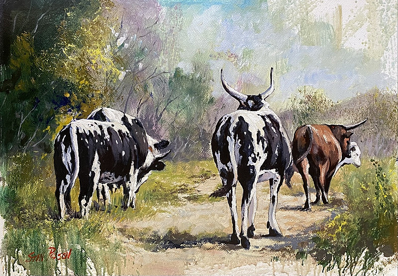 Nguni cattle landscape by Stan Polson